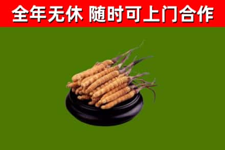 且末回收冬虫夏草